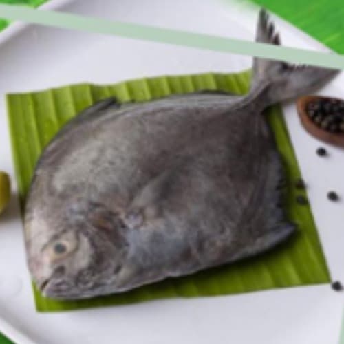 Black Pomfret