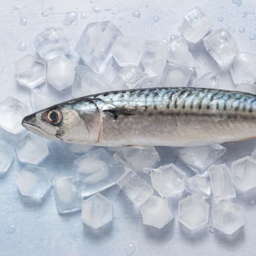 Atlantic Mackerel