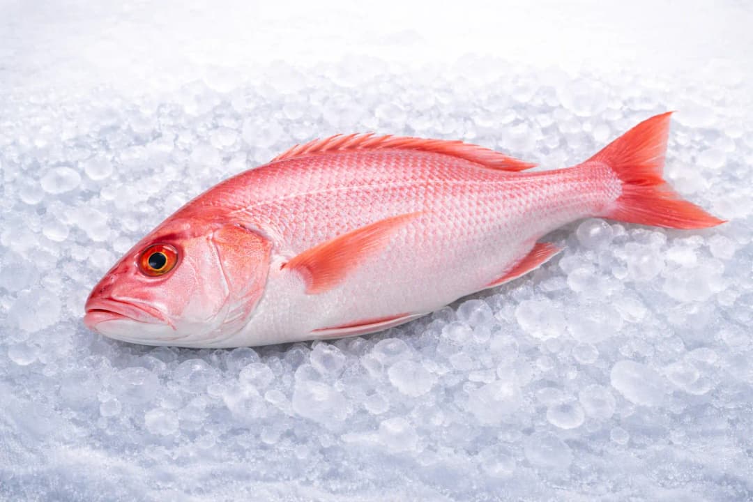 Fresh Red Snapper