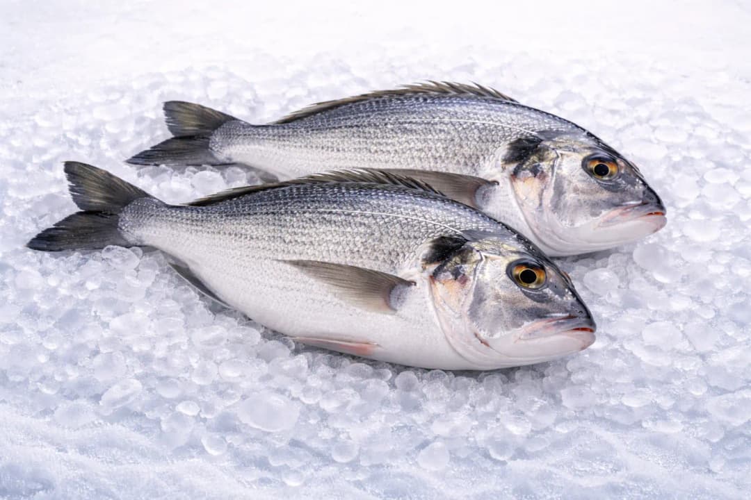 Fresh Seabream