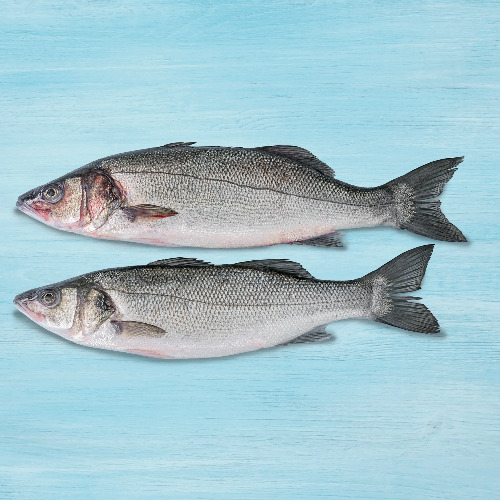 Sea Bass